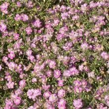 Гипсофила муралис Джипси Пинк [100 м/драже] - ООО «Семена Тут»
