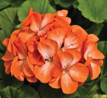 img-2: Пеларгония зональная Пинто Премиум Оранж Биколор [100 шт] - ООО «Семена Тут»