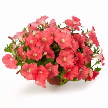 Петуния миллифлора Флэш Форвард Салмон [100 драже] - ООО «Семена Тут»