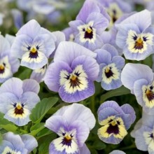 img-1: Виола рогатая Флорал Пауэр F1 Марина [1000 шт] - ООО «Семена Тут»