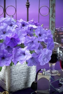 img-1: Петуния гибридная Ивнинг Сенсейшен [50 драже] - ООО «Семена Тут»