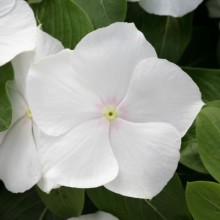 Катарантус Кобра Вайт [100 шт] - ООО «Семена Тут»