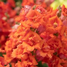 Львиный зев Свит Дуэт Дип Оранж [1000 шт] - ООО «Семена Тут»