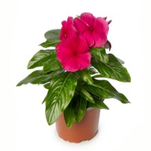 img-1: Катарантус Блокбастер Бургунди [100 шт] - ООО «Семена Тут»