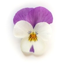 img-1: Виола рогатая Флорал Пауэр F1 Персиан Пинк [1000 шт] - ООО «Семена Тут»