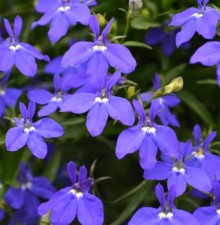 Лобелия прямостоячая Ривьера Миднайт Блю [100 м/драже] - ООО «Семена Тут»