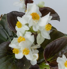 img-2: Бегония гибридная Боулер Вайт [100 драже] - ООО «Семена Тут»