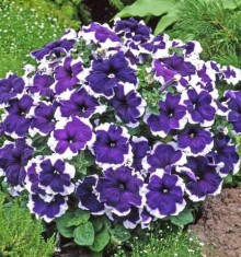 Петуния мультифлора Калиффо Блю Пикоти [100 драже] - ООО «Семена Тут»