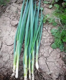 Лук на зелень Капитал - ООО «Семена Тут»