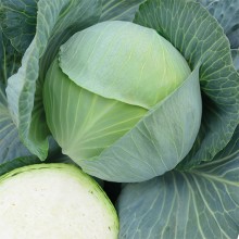 Капуста белокочанная Констанция F1 - ООО «Семена Тут»