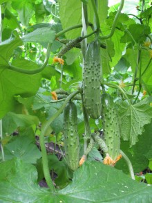 Огурец Карамболь F1 - ООО «Семена Тут»