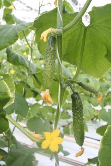 img-1: Огурец Карамболь F1 - ООО «Семена Тут»