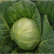 Капуста белокочанная Каррера F1 (прециз. семена) - ООО «Семена Тут»