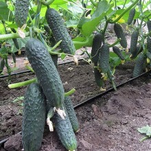 Огурец COR 14015  F1 - ООО «Семена Тут»