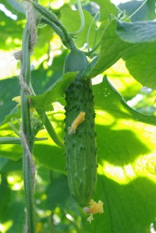 img-1: Огурец Казанова F1 - ООО «Семена Тут»