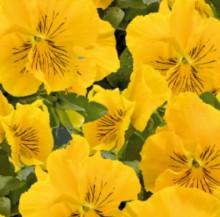 img-2: Виола крупноцветковая Кетс Плюс Еллоу [1000 шт] - ООО «Семена Тут»