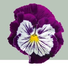 img-1: Виола крупноцветковая Кетс Плюс Парпл энд Вайт [100 шт] - ООО «Семена Тут»