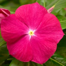 Катарантус Кора Кренберри [1000 шт] - ООО «Семена Тут»