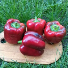 Перец Халк F1 - ООО «Семена Тут»