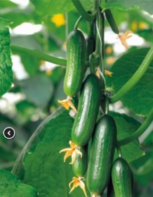 img-1: Огурец Хулиган F1 - ООО «Семена Тут»