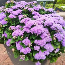 Агератум Кона Блю [50 шт] - ООО «Семена Тут»