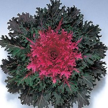 Капуста декоративная Корал Квин [1000 шт] - ООО «Семена Тут»