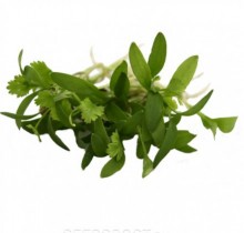 Кориандр Дебют МЗ - ООО «Семена Тут»