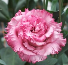 Эустома Корелли СУ 3 Дип Пинк [1000 драже] - ООО «Семена Тут»