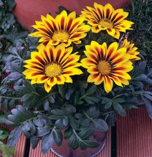 img-1: Газания Кисс Еллоу Флейм  [1000 шт] - ООО «Семена Тут»