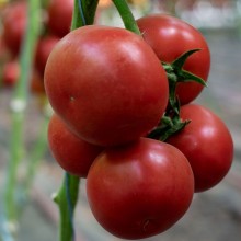 Томат Лагенда F1 - ООО «Семена Тут»