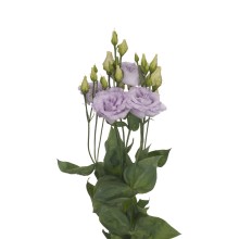 Эустома Алисса 2 Лаванда [1000 драже] - ООО «Семена Тут»