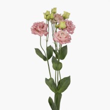 Эустома Алисса Пинк [10000 драже] - ООО «Семена Тут»