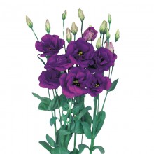 Эустома Эхо 1 Блю [1000 драже] - ООО «Семена Тут»