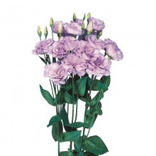 Эустома Эхо 1 Лаванда [1000 драже] - ООО «Семена Тут»