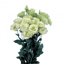 Эустома Мариачи 2 Лайм Грин [100 драже] - ООО «Семена Тут»