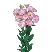 Эустома Мариачи 2 Пинк Пикоти [100 драже] - ООО «Семена Тут»