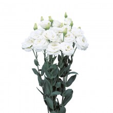 Эустома Розита 2 Вайт [100 драже] - ООО «Семена Тут»