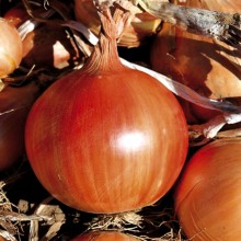 Лук репчатый Медальон F1 - ООО «Семена Тут»