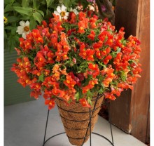 Львиный зев ампельный Кенди Шауэрс Оранж  [1000 шт] - ООО «Семена Тут»