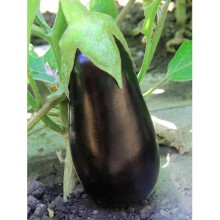 img-1: Баклажан Мамба F1 - ООО «Семена Тут»