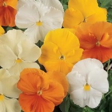 Виола крупноцветковая Матрикс Цитрус микс [1000 шт] - ООО «Семена Тут»