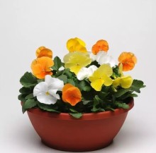 img-1: Виола крупноцветковая Матрикс Цитрус микс [1000 шт] - ООО «Семена Тут»