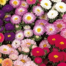 Астра мацумото Смесь окрасок - ООО «Семена Тут»