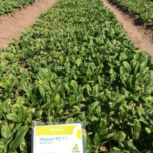 img-1: Шпинат Меркат F1 - ООО «Семена Тут»