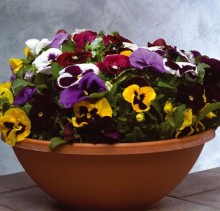 Виола крупноцветковая Пауэр Микс [1000 шт] - ООО «Семена Тут»