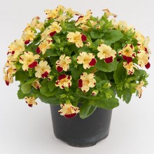 Мимулюс Мистик Крем виз Спотс [100 драже] - ООО «Семена Тут»