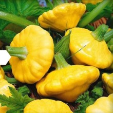 Патиссон Грошик - ООО «Семена Тут»