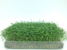 Морковь Шантанэ МЗ - ООО «Семена Тут»