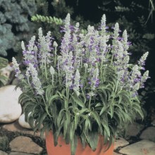 Сальвия мучнистая Страта Блю Вайт [100 шт] - ООО «Семена Тут»