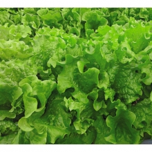 Салат Нефрит - ООО «Семена Тут»